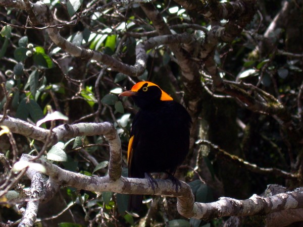 Regent Bowerbird